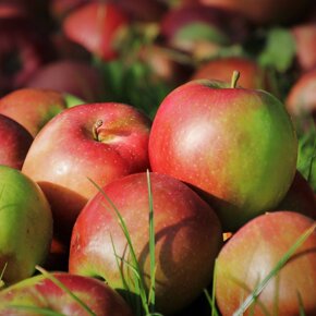 pellicola-per-alimenti-biorivestimento-pectina-mela-olio-essenziale-di-pompelmo-argilla-hallosyte-si