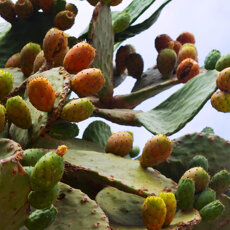 fico-di-india-opuntia-vitamine-minerali-antiossidanti-frutto-fiore-cladodio-pala-gel-pelle-cucina-co