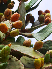 piante-grasse-commestibili-cactus-succulente-coltivazioni-del-futuro-vitamine-sali-minerali-antiossi