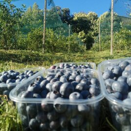 Mirtilli Origine Valsassina