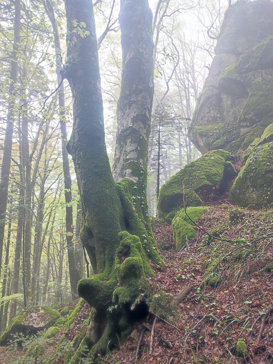 sanbruno 2903 bosco archiforo 6.jpeg sanbruno 2903 bosco archiforo 6.jpeg