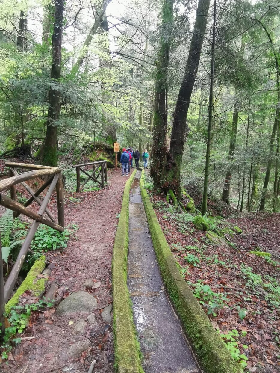 sanbruno 2903 bosco archiforo 22.jpeg sanbruno 2903 bosco archiforo 22.jpeg