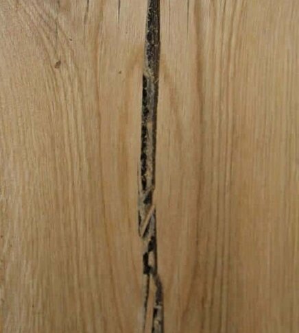 crepa del legno non stagionato crepa del legno non stagionato