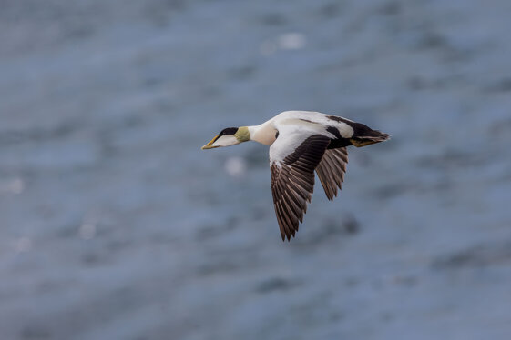 9065eb7e-9744-4e04-81bb-cab1a5d5c327