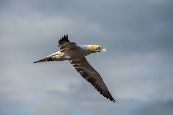 5a6decda-9c51-43a7-9f5b-3de4bacbcdab