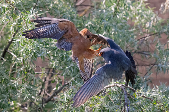 dac008e5-f4c8-4196-865c-29b69afa4f2a