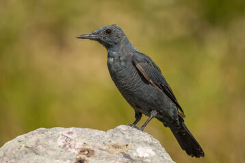 c915dc06-106b-454e-892f-b489e77b3dc6