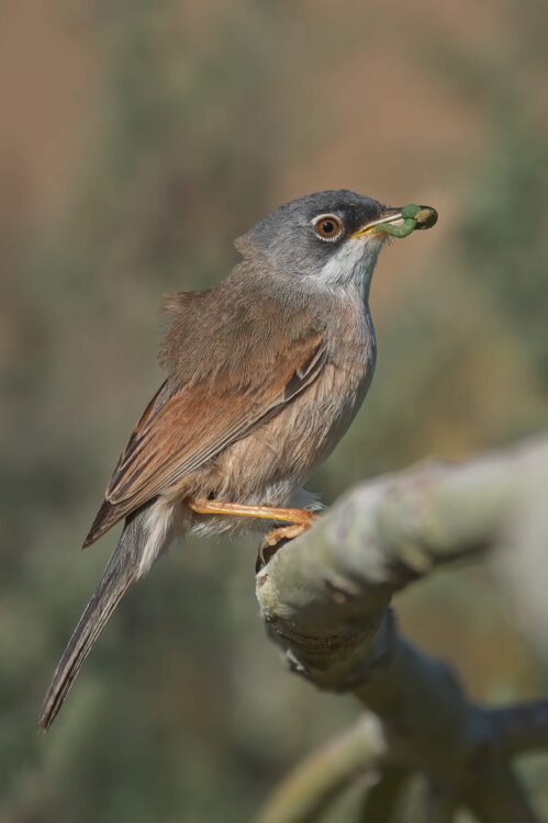 4bc121b6-e01d-47e7-84e2-3005b5c3917c