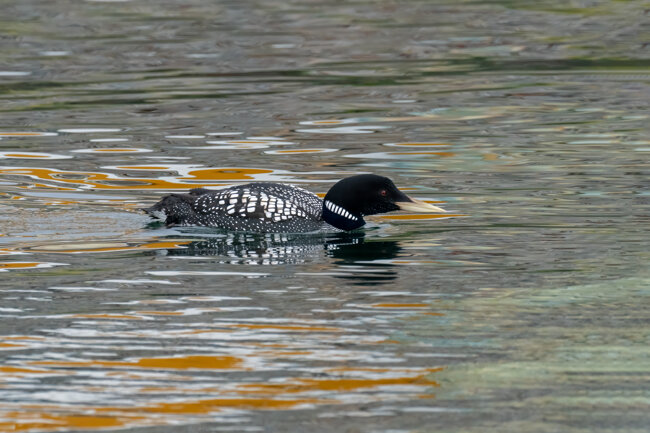 f40b4334-5d6d-470d-9cd6-8412ef3b9b09