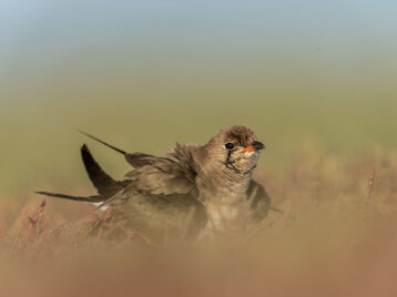 92e0f69a-c4f9-42eb-b215-187f35e5ea1b