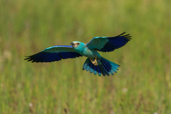 e6f3a732-1b65-4607-9b11-2d33809822ae