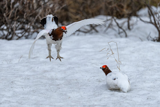 b9ae54c1-7c36-4f0d-b07a-471aa9235bca