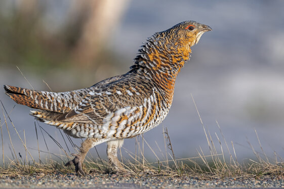 d9d126f3-bcbe-4bfb-9971-cc297ad59fa4