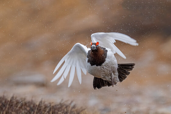 a9da0854-1f29-4d44-9b9e-f9e2dccefbf8