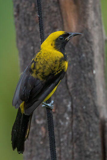 9f468053-1e05-4f22-a384-ccf76a7c011a