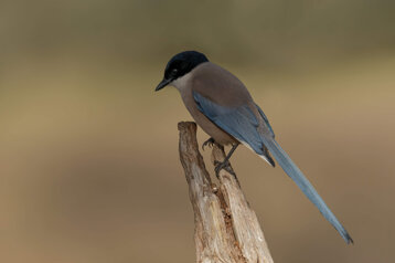 34892f5f-a93d-4913-973c-8b7acbdaa136