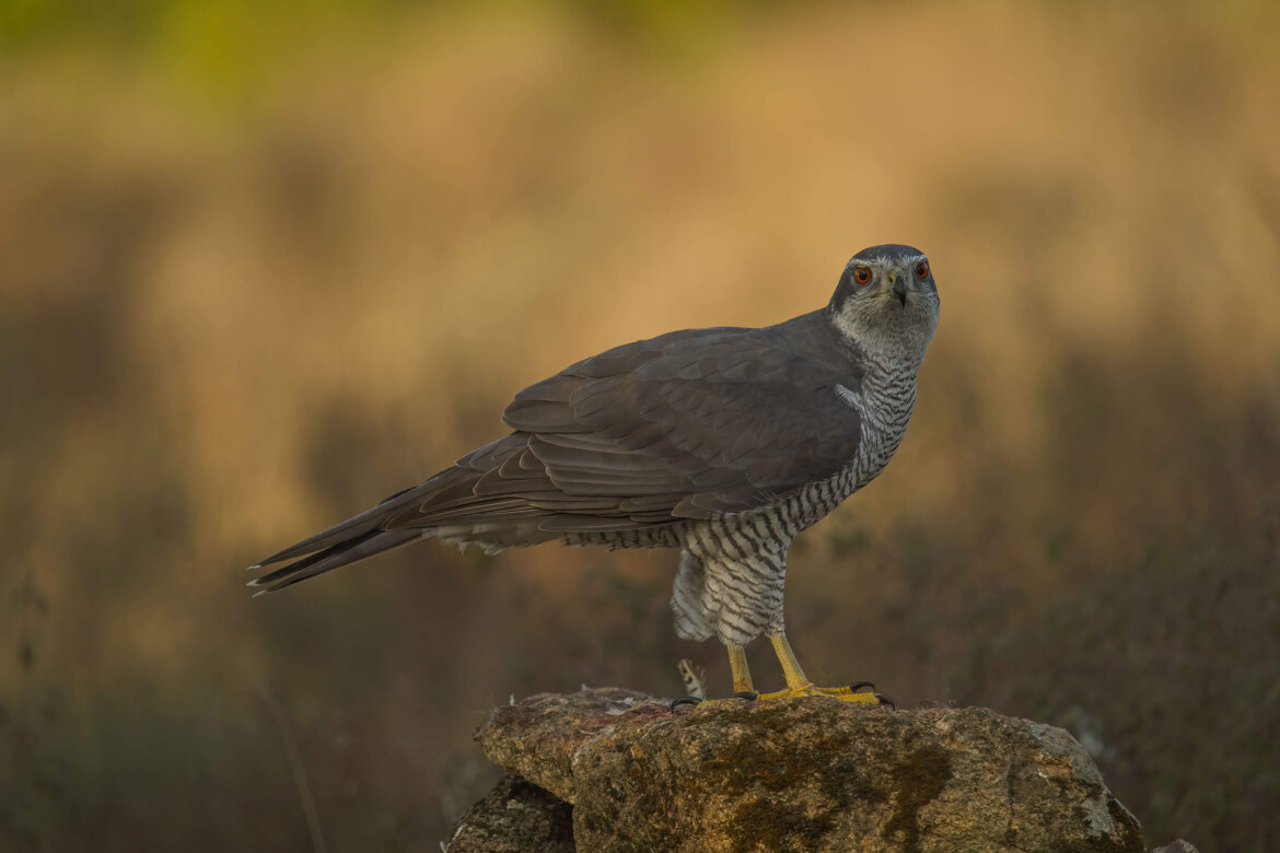 98fee06d-ed15-4180-99d5-8333421ba3d0