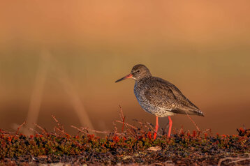 dc83e5de-a6c2-41d0-a86e-dc9157ad3244