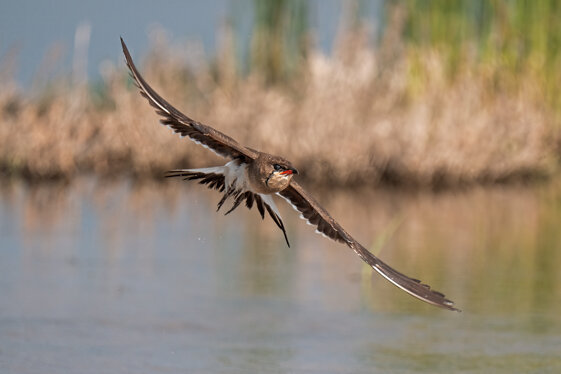 c6b5b97e-04a3-4c6b-b5f4-2c1272758c8c