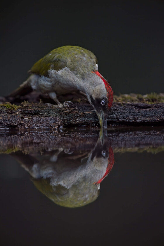 53ff597f-050c-468e-9f1b-4314c746e98d