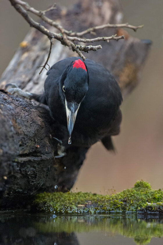 77ebb9a7-5c0f-4ed2-a2bd-3100c104d81d