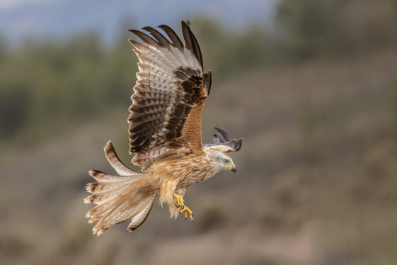 5a181394-9b8a-4b36-9dcd-15dad05bc46f