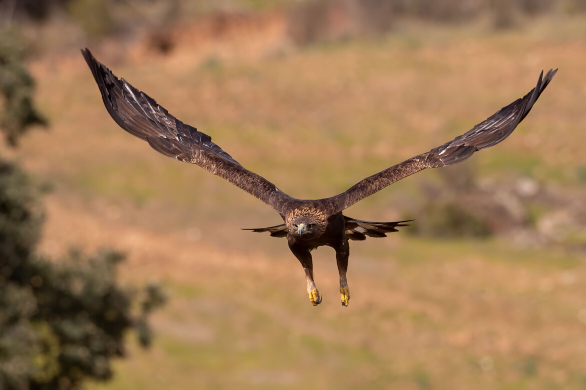 ba9a603e-1c7d-4e6c-9ea2-1e07efcc880c