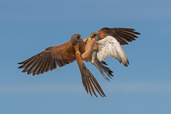 e4648e1e-a618-4bcb-8af9-959bb763d215