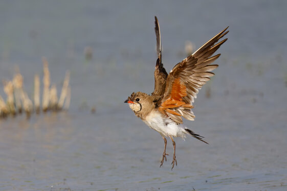 0b60e5af-b834-4cd6-8f75-f5bfeeb64bab