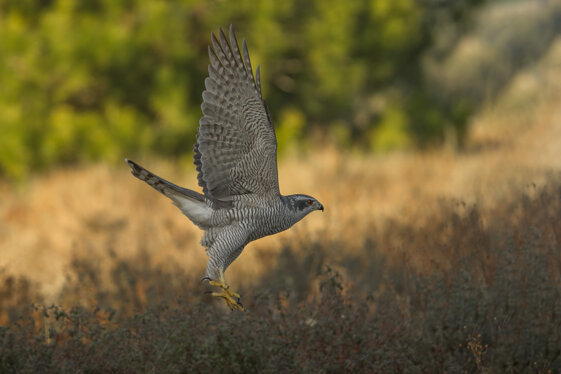 88df4322-1ca0-4035-b050-75de1e6e55c4