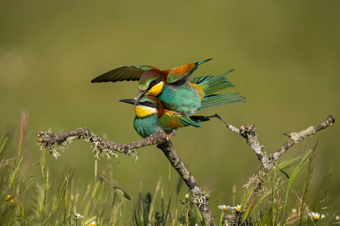 2d48260a-2f86-439c-a964-4e026620bba9