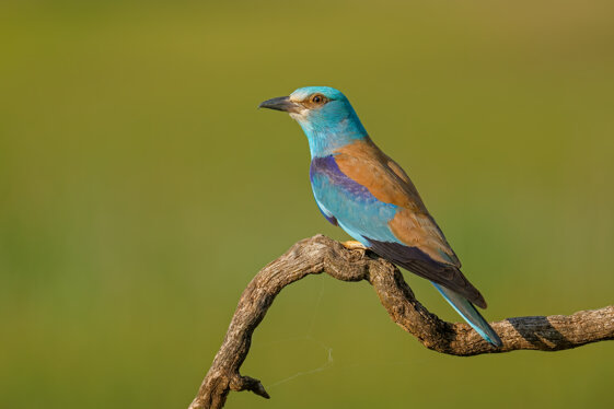 02e20f3b-5866-43c1-a13f-111a12ddab7a