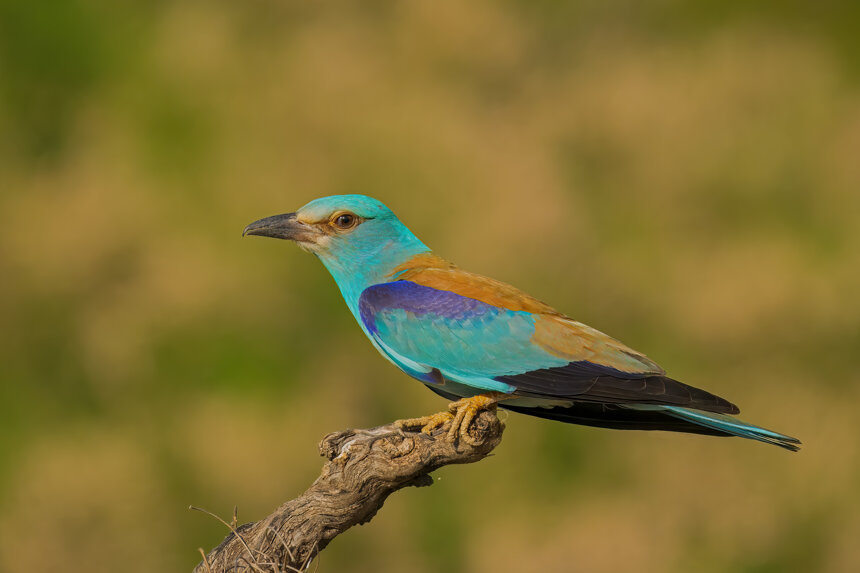 0a4e0afb-ecb3-400f-b433-366007de5443