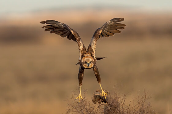 b96e1b08-5b08-4a66-8c2d-c4ff872feabb