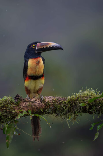 e550dce3-a7e1-45b4-b183-8a50429d2944