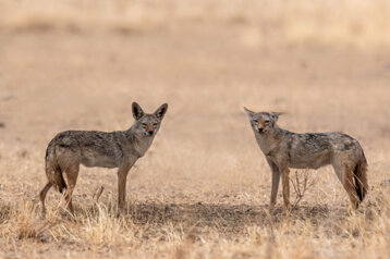 a5f960cd-11b7-438d-a0dc-3d1f34fc4c75