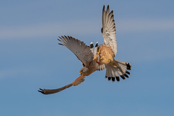 c54a61a2-c2dd-47d7-8c6e-759e666e4941