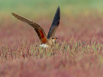 c25c558d-3302-4d9c-9dde-abd2e2166073