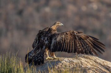 ae97729b-421a-46a4-b590-64e9d1bab713