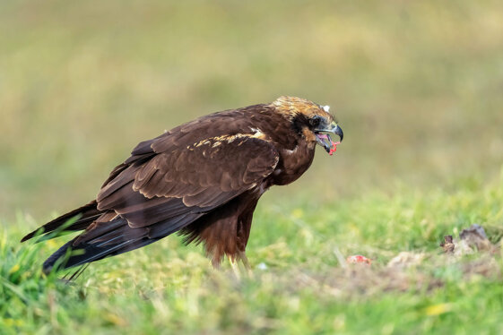 d06b943f-0663-4328-928a-d361b33de706