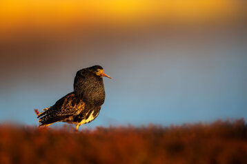 7ceb62ab-c17a-4e2c-b033-dd50d8b04176