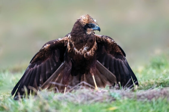 e0a628a2-0d2d-44c2-9352-e295f31720e4