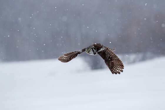 9a8f99a6-3f6d-4101-9870-0c2edd50fac1