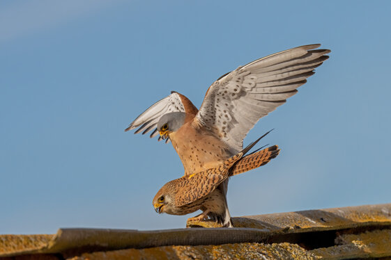 ed63a6bd-6686-49ef-b4b9-bf1c1b9c1ea2