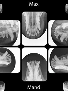 Radiologia Endo-Orale