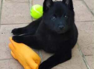 cuccioli%20silvi.jpeg