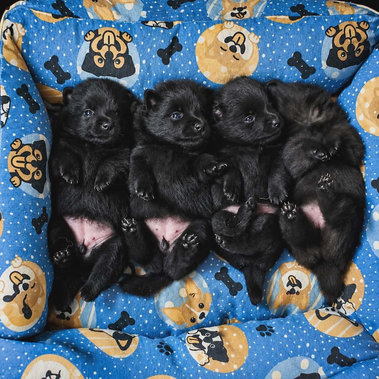 Sono nati i cuccioli di Schipperke di Fosca ed Anakin