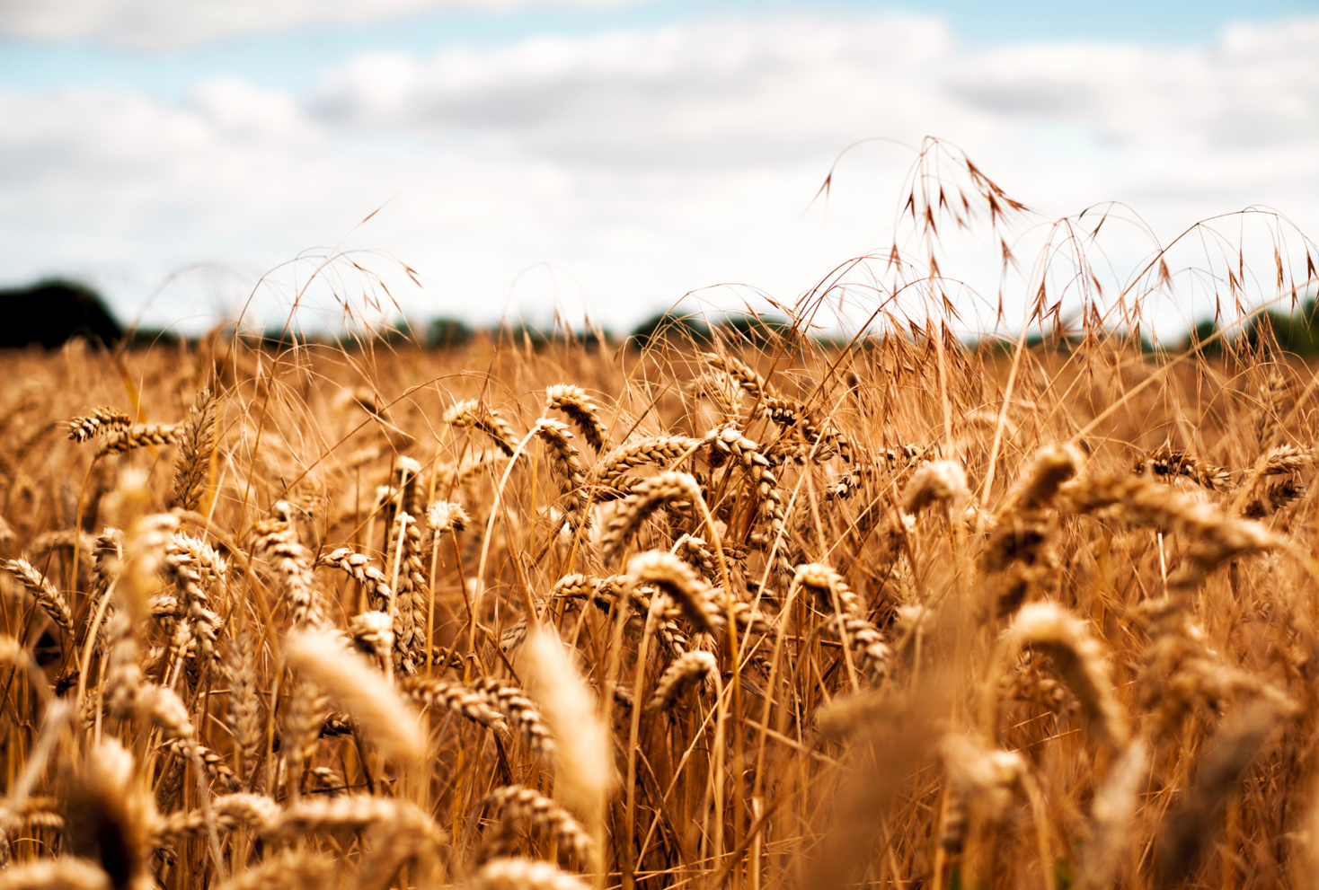 corroboranti agricoltura biologica