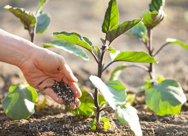 poltiglia bordolese rame poltiglia bordolese rame