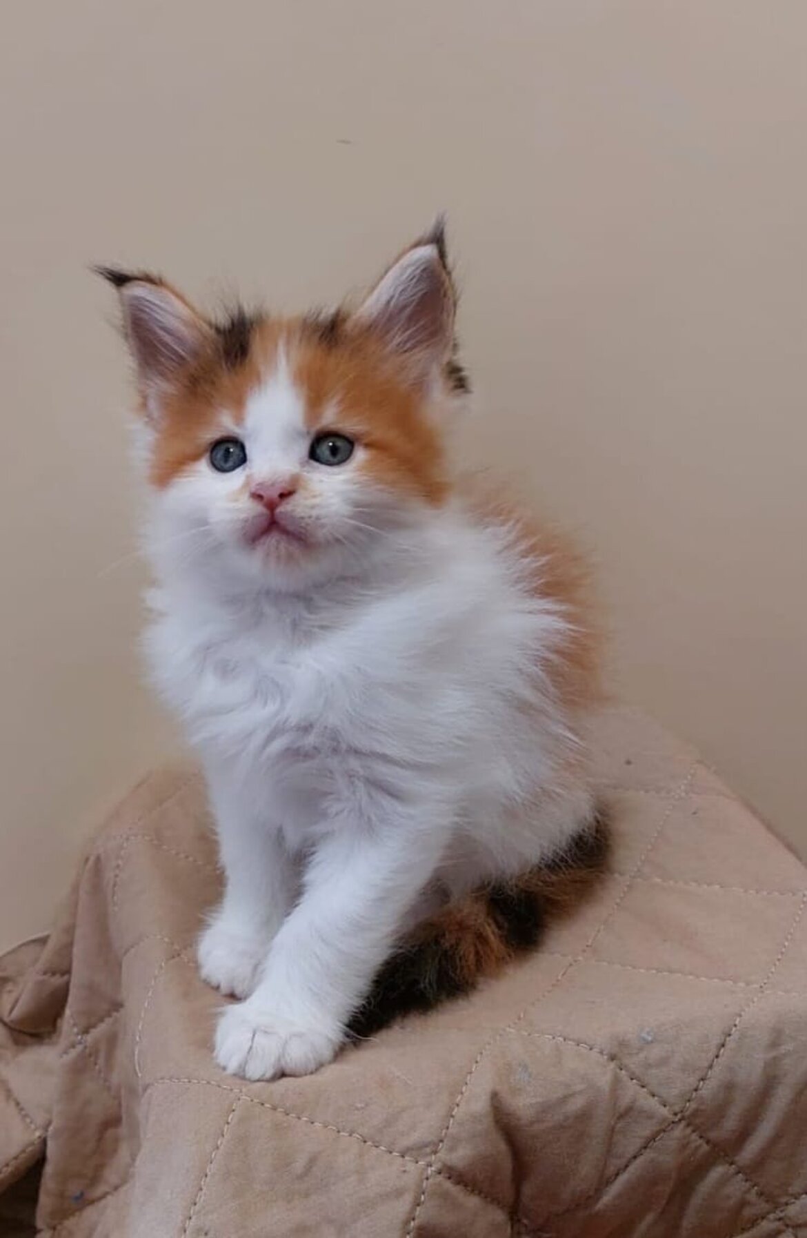 Michelle 6 week disponibile